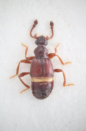 Brachygluta foveola foveola